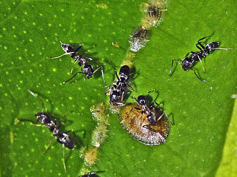 Piccolissime formiche con cocciniglie:  Tapinoma sp.